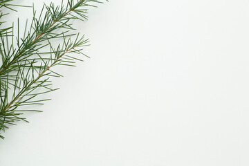 pine tree leaves on isolated white background
