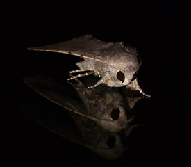 Close up of a brown moth reflecting in glass