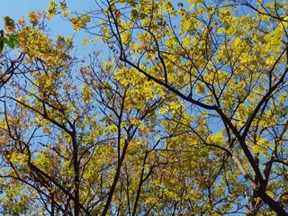 Leaves that turn yellow in autumn.