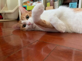 Fototapeta na wymiar ginger cat attack but cute