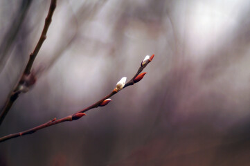 willow branch on a gray background