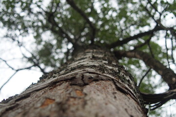 oak bottom view