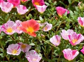 Fototapeta premium Group of brightly coloured flowers in a flower bed