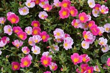 Flower bed of bright multi-coloured flowers