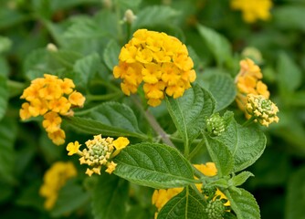 Beautiful yellow lantana flowers in a tropical garden
