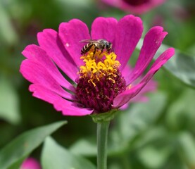 Close up of a bee feeding on a pink and yellow flower