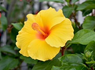 Bright yellow hibiscus flower blooming in a garden