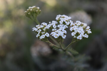 yarrow flowers