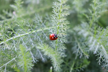ladybug on grass