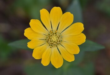 Close up of a bright yellow flower blooming in a garden