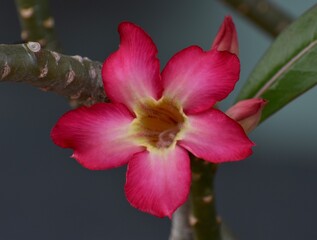 Dark pink adenium flower in a garden