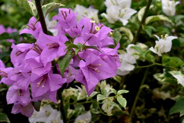 Beautiful bougainvillea flowers in a tropical garden