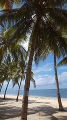 Obraz na płótnie Canvas Palm Trees On The Beach Near With Blue Sky