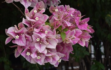 Vibrant pink and white bougainvillea flowers in a tropical garden
