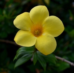 Fototapeta na wymiar Bright yellow allamanda flower blooming in a garden
