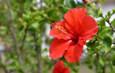Beautiful red hibiscus flower blooming in a tropical garden