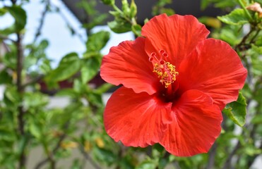 Bright red hibiscus flower blooming in a garden