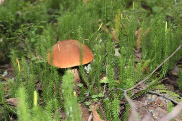 beautiful mushroom