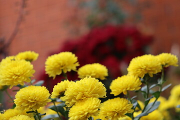 yellow and red flowers