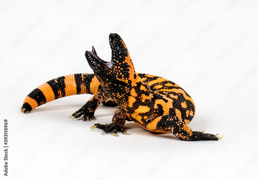 Sticker Gila-Monster, Gila-Krustenechse (Heloderma suspectum cinctum) - Gila monster