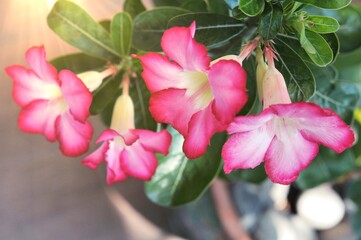 Pink bignonia flowers or Adenium flower , Adenium multiflorum, Desert Rose on tree . beautiful pink flower in garden . Fresh pink flower for background