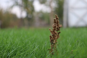 dry blade of grass on the lawn in early autumn