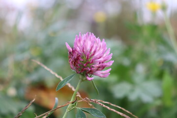 clover flower