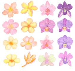 Plumeria and Orchid phalaenopsis set watercolor illustration. Beautifull exotic flowers in a full bloom with green buds