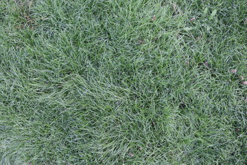 green grass background