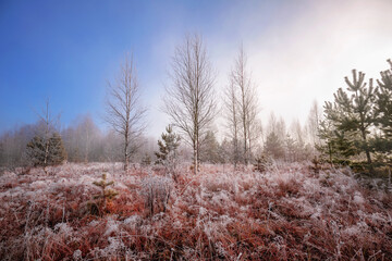 Frozen sunny morning in November, north nature