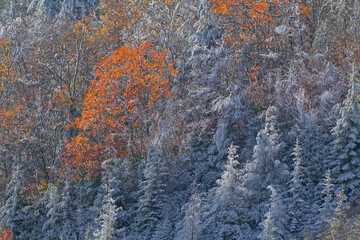 Autumn landscape of an iced forest along the Blue Ridge Parkway, North Carolina, USA