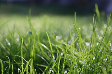 green grass with dew drops