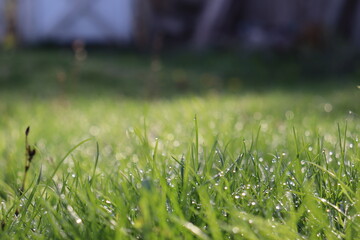 grass in the morning