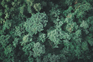 Green trees forest background