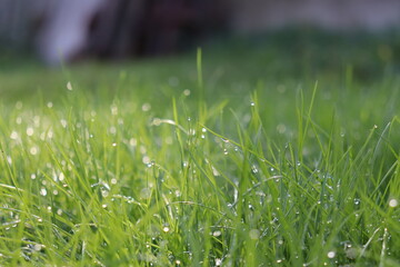 green grass with dew drops