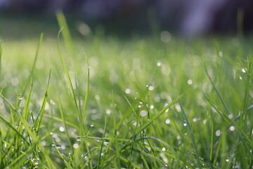 green grass background