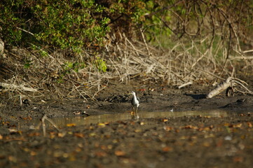white-breasted waterhen was foraging on the riverbank