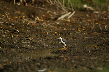 white-breasted waterhen was foraging on the riverbank