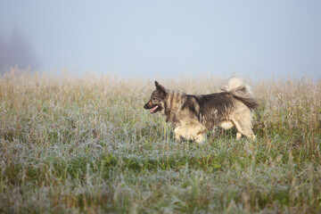 Obraz premium Funny fluffy dog walking in the autumn field