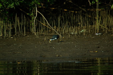 white-breasted waterhen was foraging on the riverbank