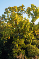 autumn leaves in the morning forest