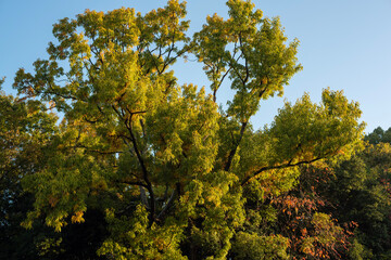autumn trees in the park