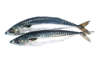 Fresh saba fish isolated on white background