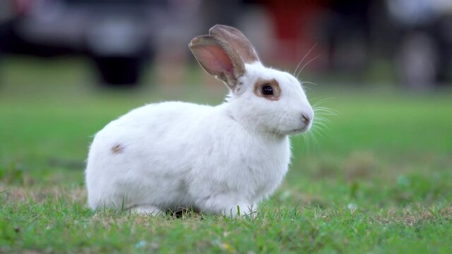 A little white rabbit or bunny is eating grass on ground. After that, it's looking to the camera with cute action. Animal in nature 4K footage.