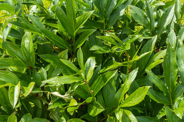 beautiful, natural, green, fresh Bush plants on a nice, clear day in summer in the Park, garden