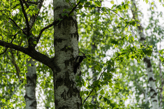 A woodpecker sits on a birch tree and knocks on the trunk. Spring birch forest background. The bright green color of the leaves of the birch trees. blurred background with bokeh. The concept of spring
