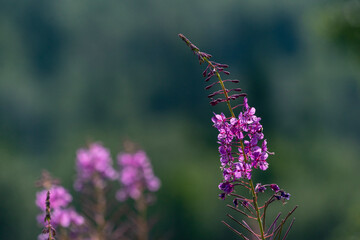 Rosebay Willowherb, flower in the forest.