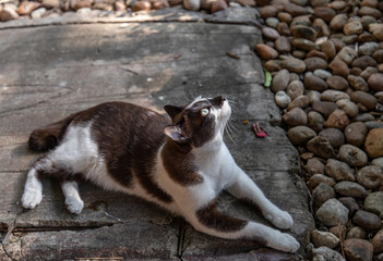 The cute cat is sitting in park. Street cat. Selective focus.