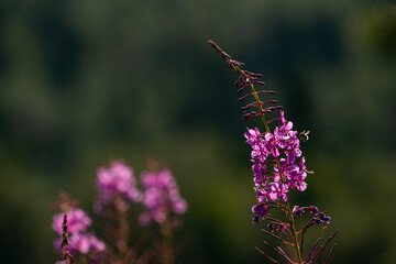 Rosebay Willowherb, flower in the forest.