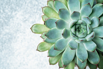 Natural background. Close-up of Echeveria succulent plant with blue-green leaves. Top view